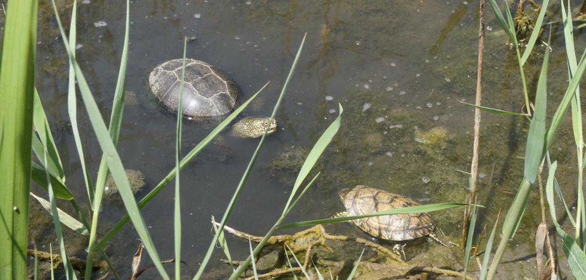 Una tortuga de Florida con una ibérica en el Marquesat