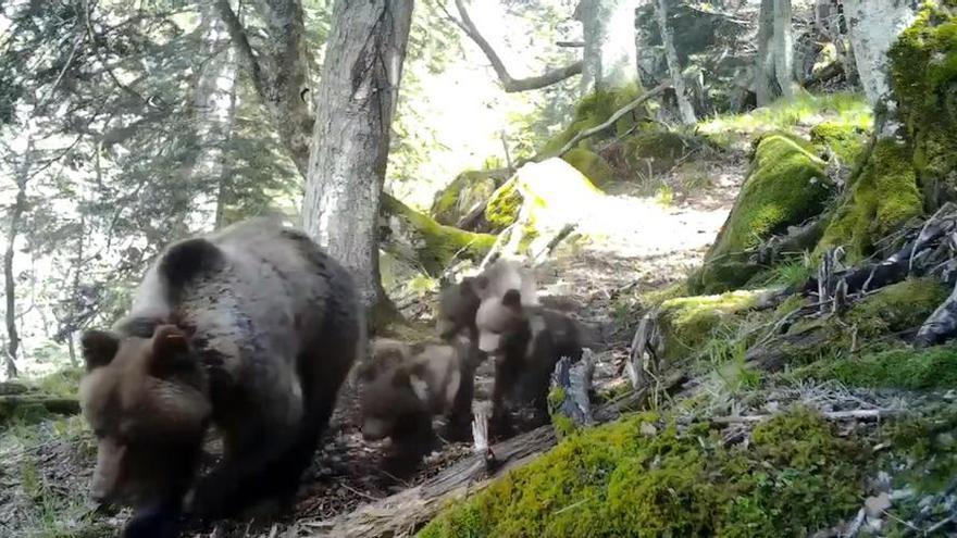 La osa Sorita acompañada de sus tres cachorros, los primeros nacimientos del año en los Pirineos