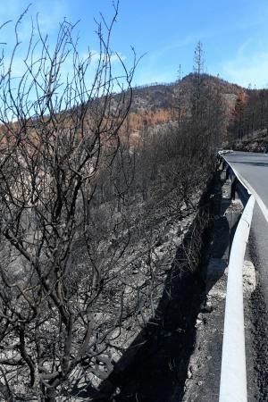 15-10-19 SUPLEMENTOS. ZONA CUMBRERA. ZONA CUMBRERA. Reportaje zonas quemadas tras dos meses. Reportaje triple entrega sobre el paisaje quemado, al cumplirse dos meses. La primera parte será Los tesosos de la Cumbre, en plan más positivo, con los brotes verdes, lugares que visitar. Un segundo con los héroes sin capa, sus protagonistas y una tercera con Lo que el fuego se llevó o Lo perdido, la parte más triste.  Fotos: Juan Castro.  | 15/10/2019 | Fotógrafo: Juan Carlos Castro