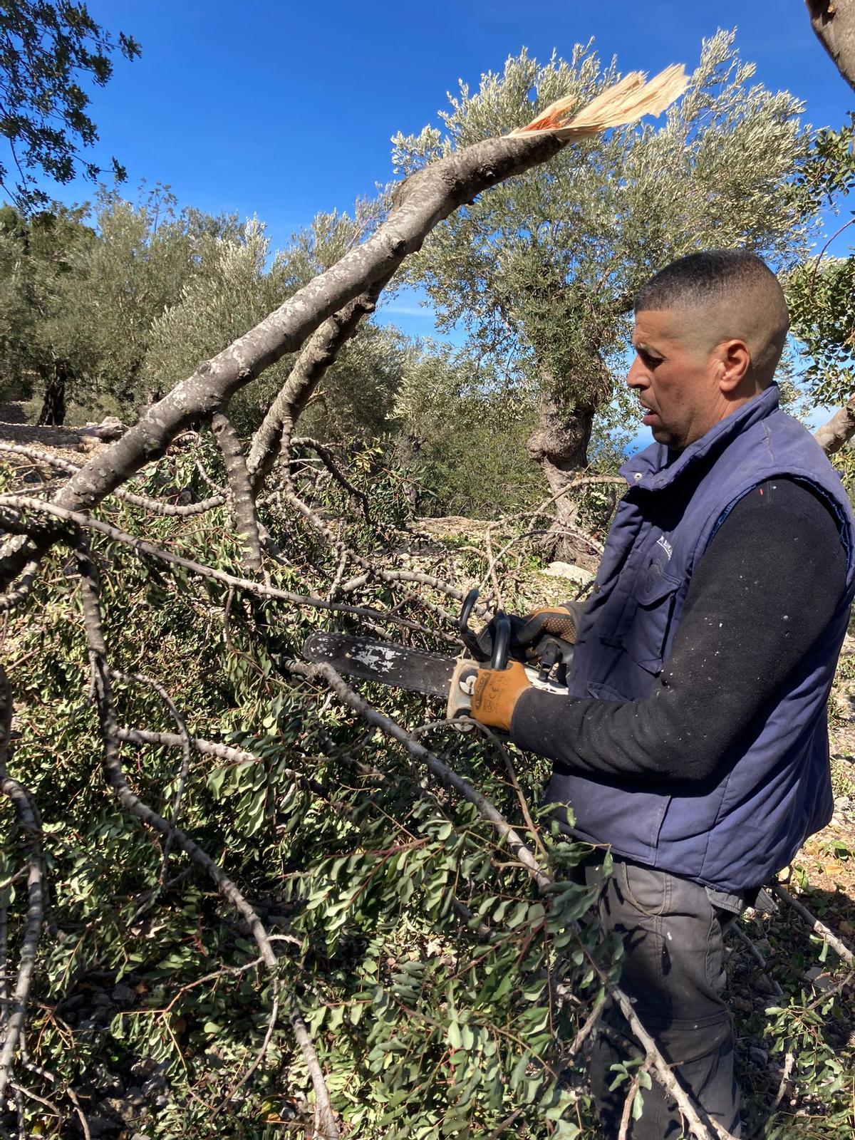 Los olivares necesitarán diez años para recuperarse de los efectos de la nevada