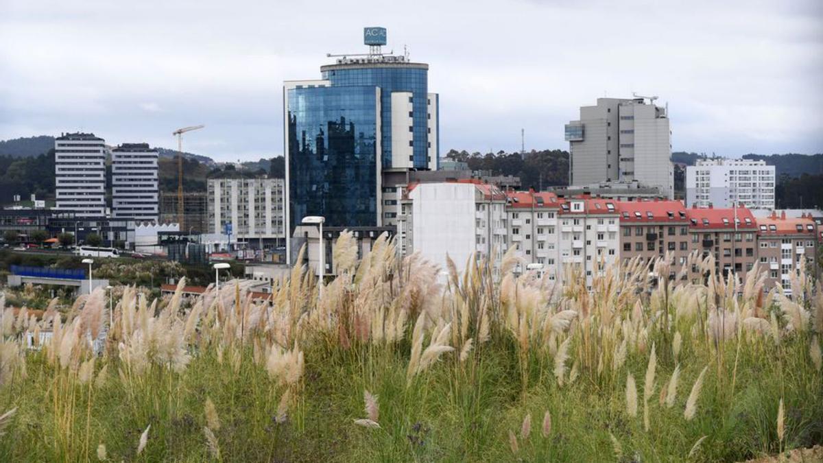 Terrenos llenos de plumeros en el Ofimático en A Coruña | . // C. PARDELLAS