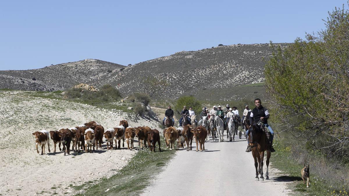 Trashumancia de vacas mansas desde la Junquera en Caravaca
