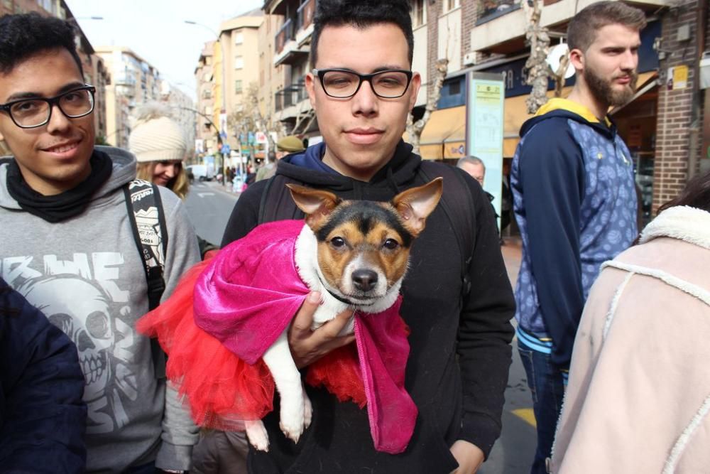 Bendición de los animales en la Ermita de San Antón