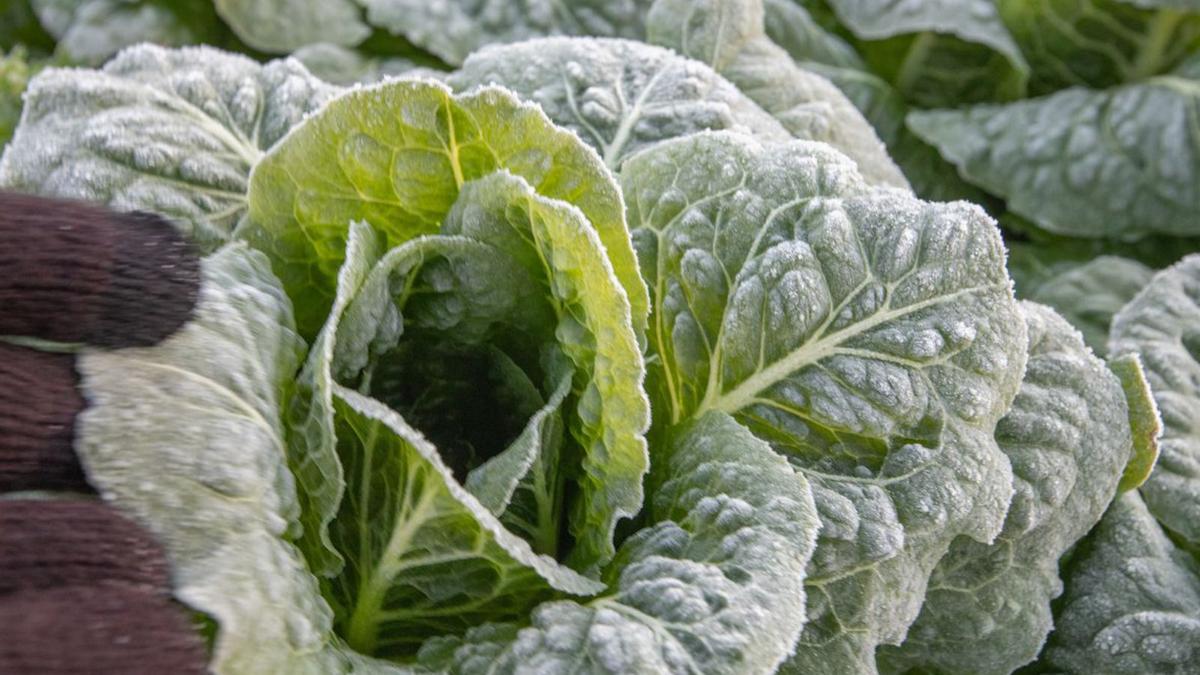 Cultivos de coliflor y brócoli en la huerta de Orihuela, en la pedanía Raiguero de Poniente, que la pasada madrugada alcanzó los 0,2 grados.   | TONY SEVILLA