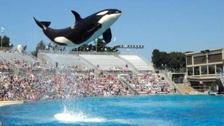 Las orcas de la discordia