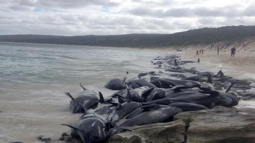 Un grupo de ballenas quedan varadas en una playa australiana