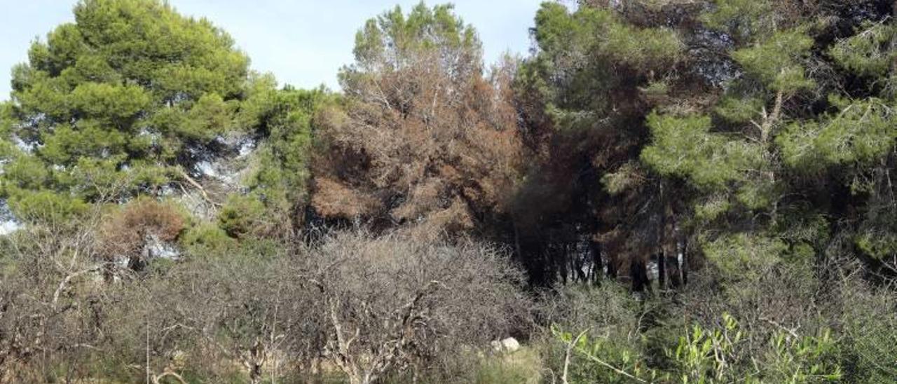 Un paraje en recuperación Rafelguaraf sufrió el fuego más grave al arder 5,5 hectáreas