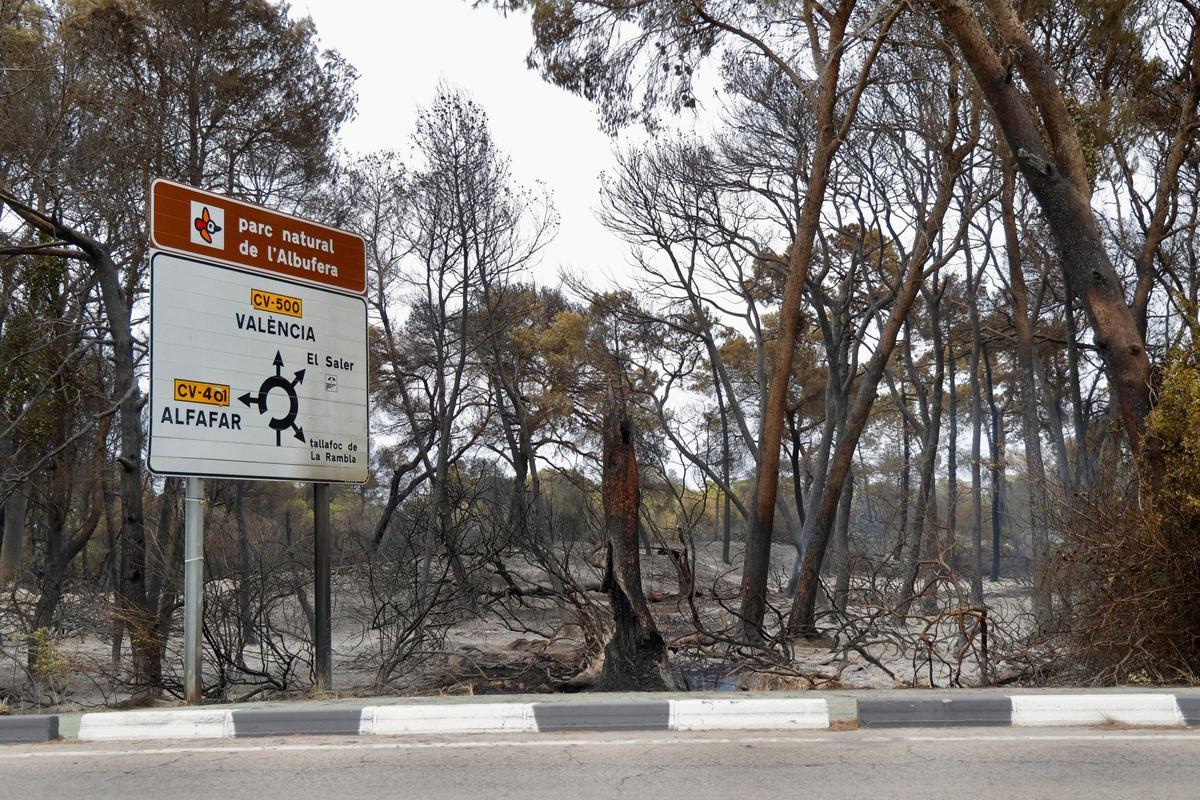 Las primeras imágenes del Saler tras el devastador incendio en la Devesa