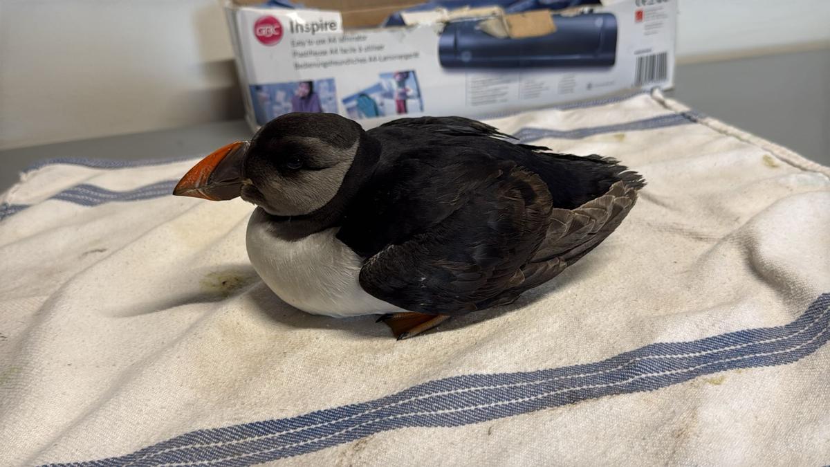 El frailecillo al que ayudaron a sobrevivir en la isla de Sálvora.