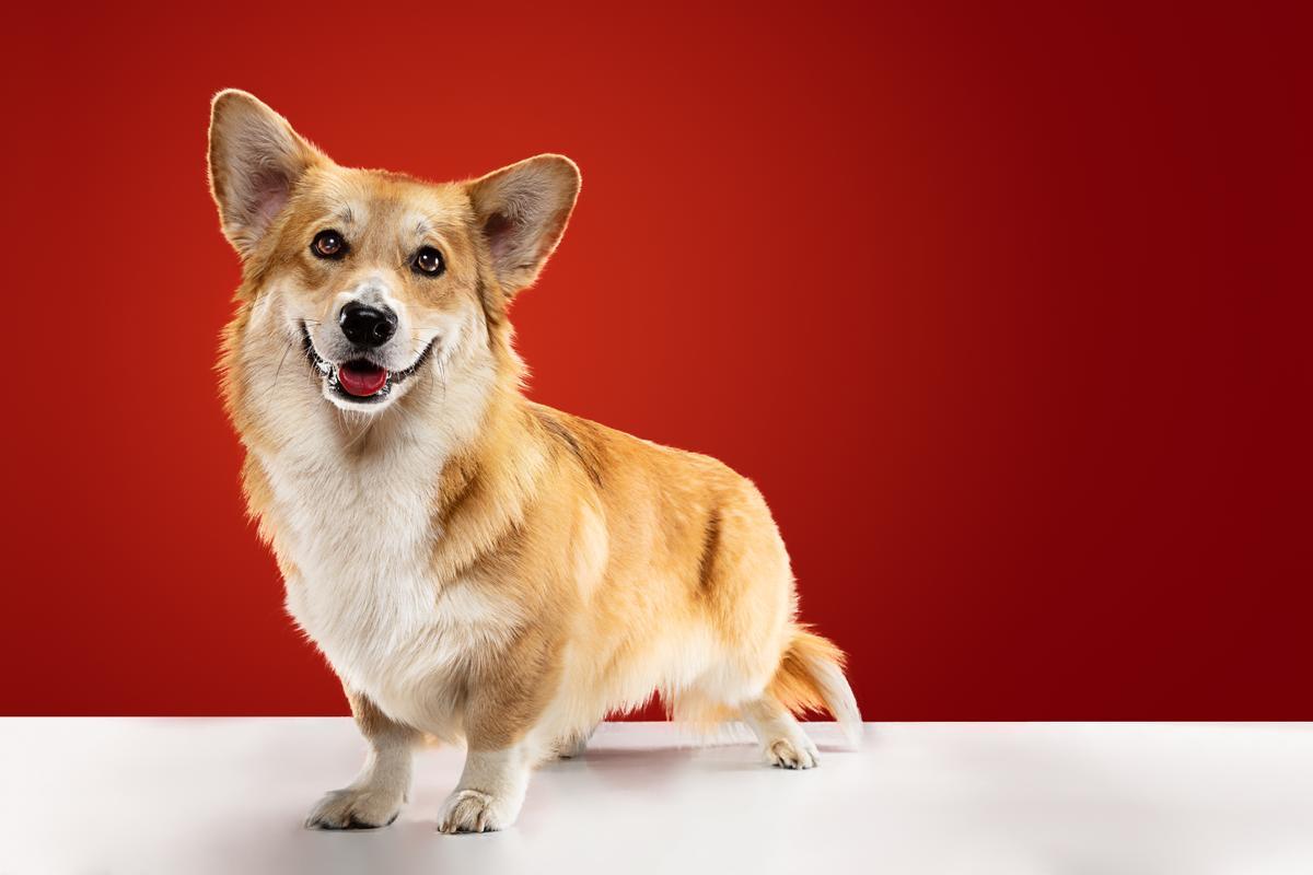 Los Corgi son una de las razas de perros pequeños ideales para pisos