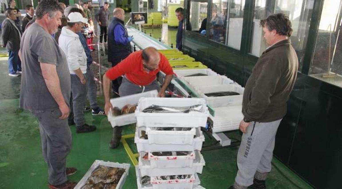 La lonja de Bueu estrena una clasificadora de pescado para agilizar y mejorar la subasta