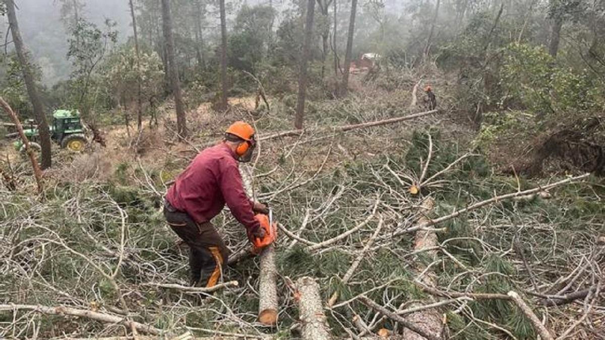 El año pasado, la Generalitat destinó 500.000 euros para retirar madera del bosque y reducir incendios