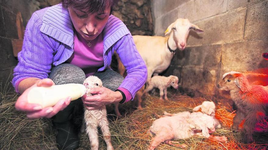 Una cabra alumbra seis crías en un solo parto en Callobre