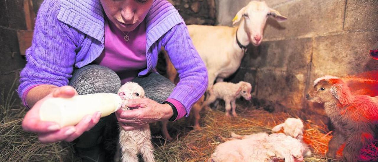 Marisa Diéguez, ayer, alimentando con biberón a una de las seis crías que alumbró la única cabra que tenía hasta ayer.  // Bernabé /  Cris M.V.