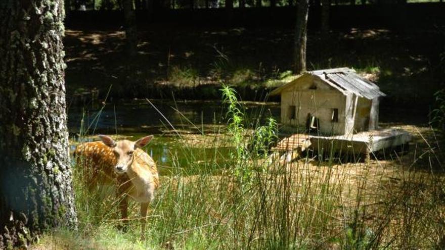 La asociación animalista Libera! denuncia el uso de lazos de caza en el Lago Castiñeiras