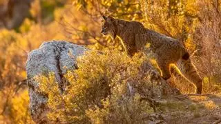 Castilla y León podría tener en 2025 los primeros linces tras 40 años