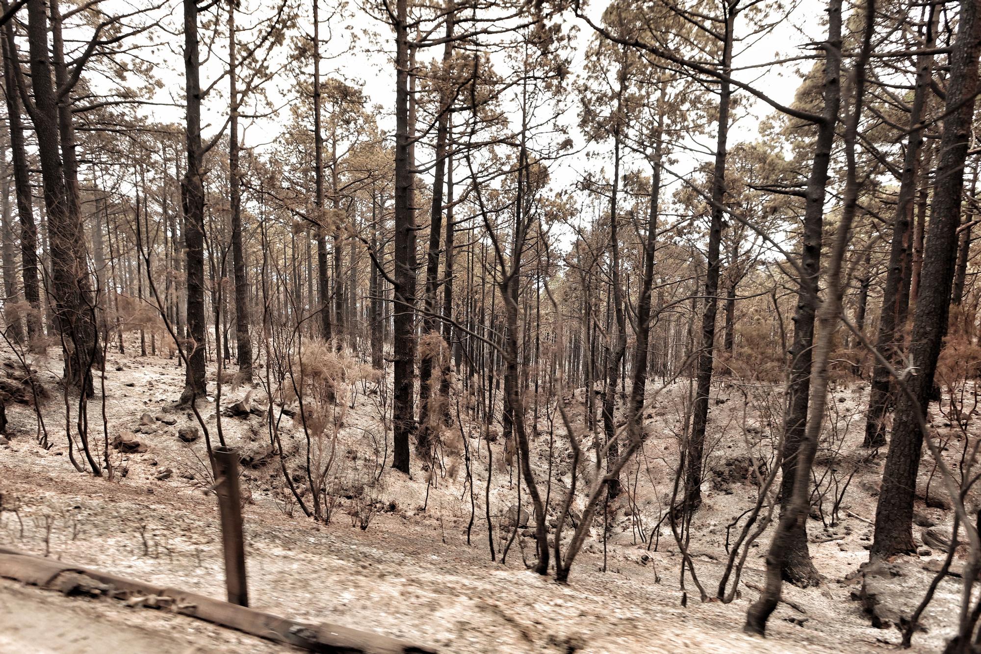 Evolución del incendio en Tenerife