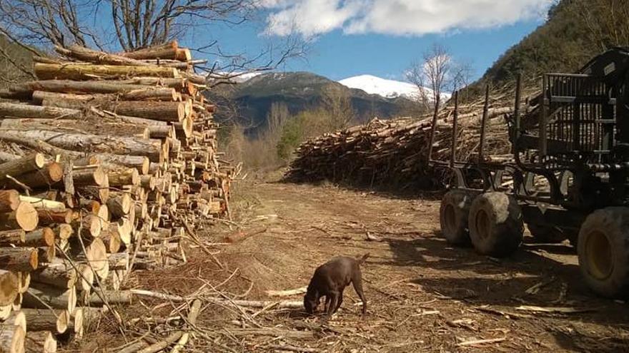 Arbres talats a Guardiola