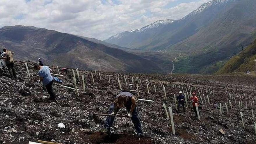 Voluntarios para plantar frutales en los montes quemados de Degaña