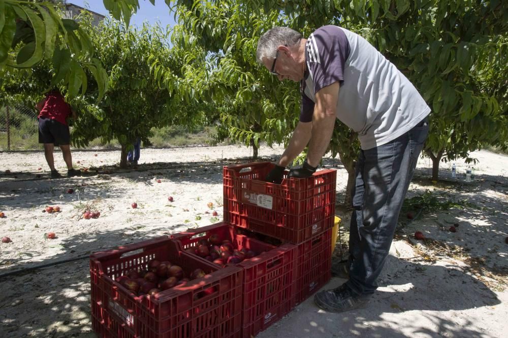 Campaña de la fruta de verano en la Vall d'Albaida