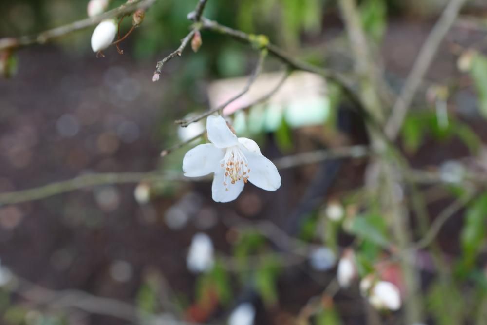 Camelias en el Botánico