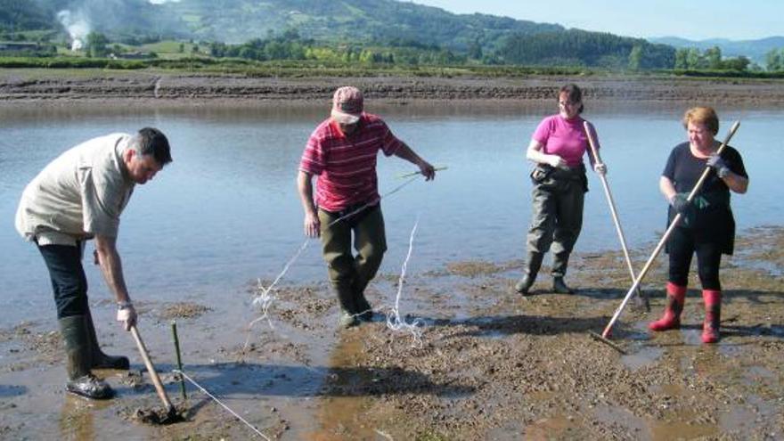 Una tira de siembra preparada y cubierta con una malla para evitar el arrastre del agua y el acceso de depredadores.