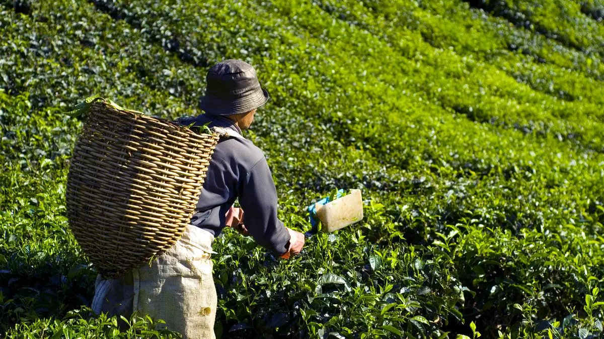 Los beneficios del té según su color: ¿adelgaza el té verde? ¿rejuvenece el blanco? ¿fortalece el negro?