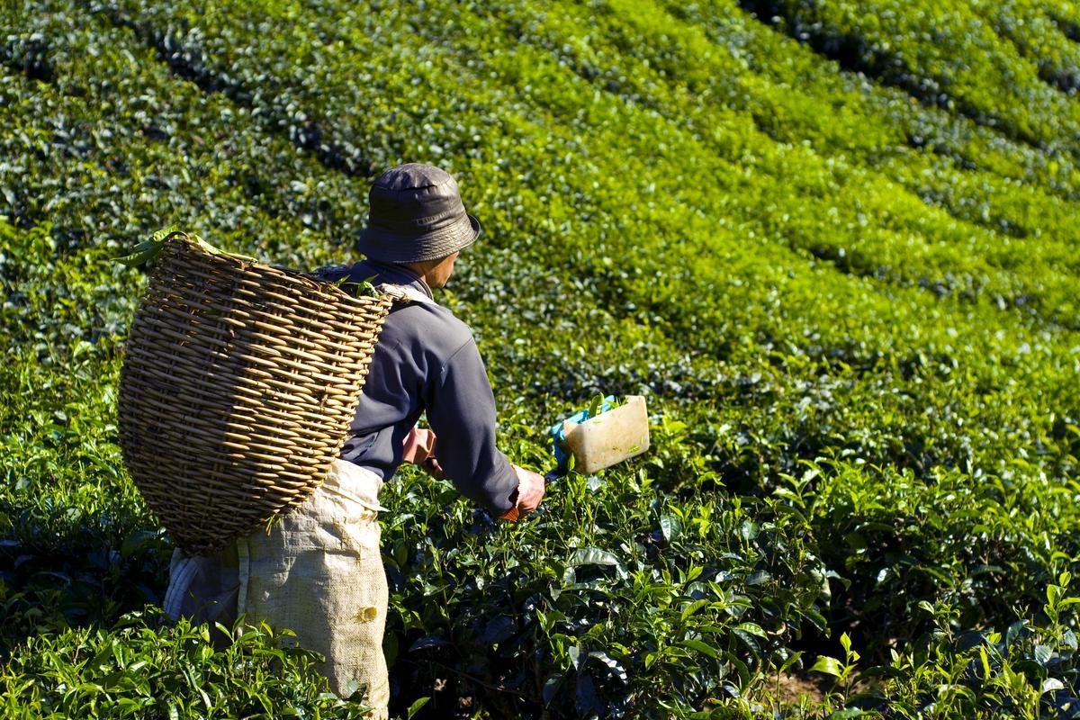 ¿Qué es lo que más se bebe en el mundo después del agua, es sano en todos sus colores y no engorda?