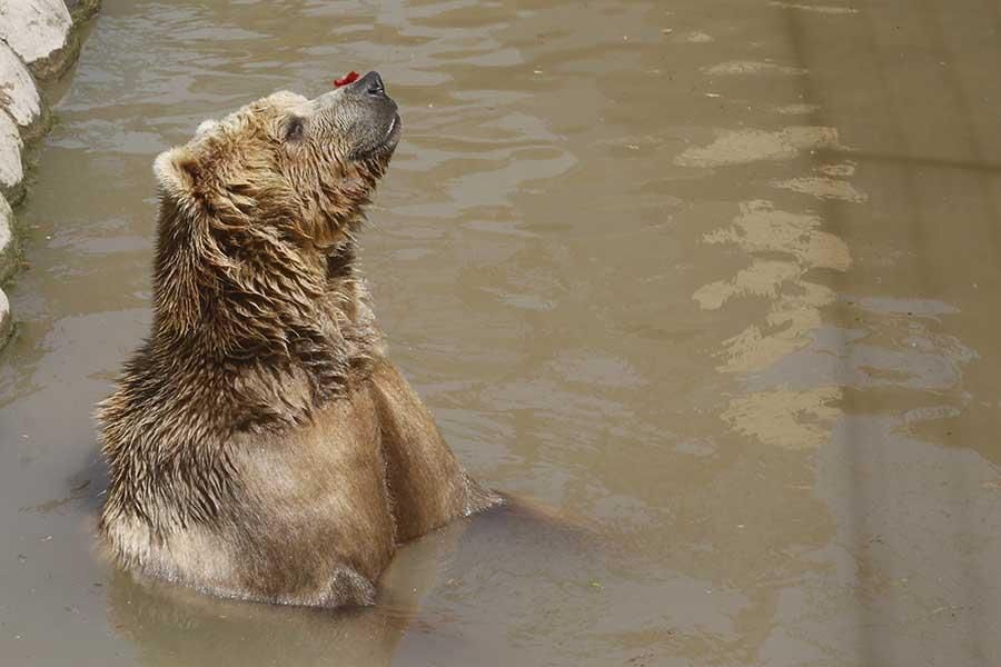 Coronavirus en Córdoba: los animales del zoológico siguen con su rutina diaria