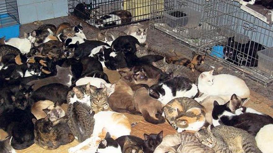 Centenares de gatos callejeros y abandonados se hacinan en el refugio municipal de A Madroa.