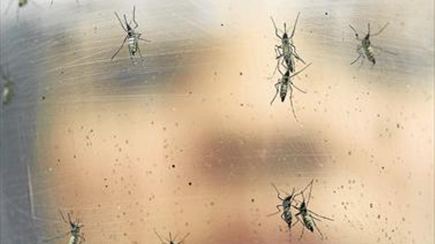 Diagnosticado el virus zika en dos mujeres que viven en Cataluña