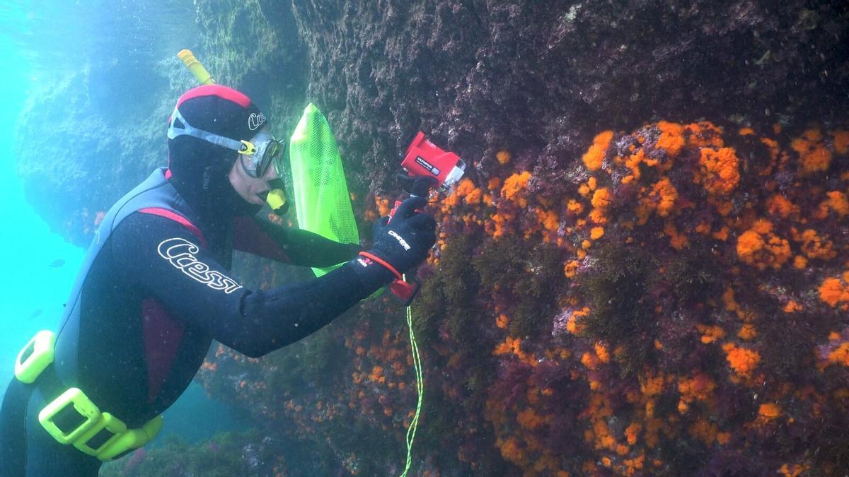 Un científico examina la proliferación del alga asiática en la costa malagueña