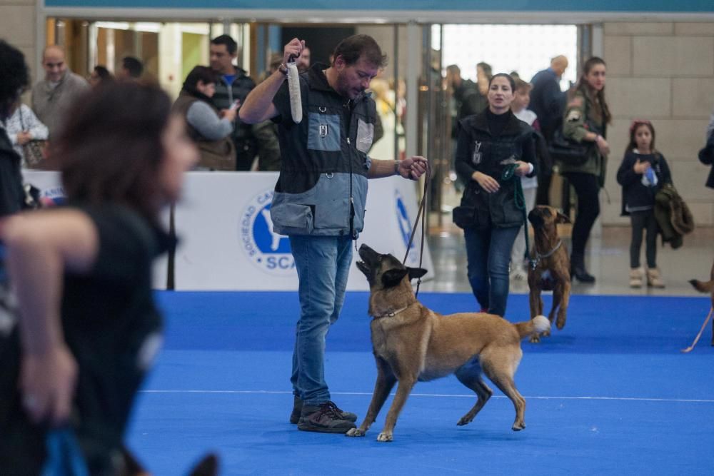 La Mascotada da brillo a Expocachorro