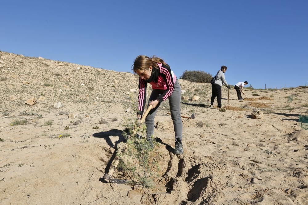 Sabinas dunares, enebros marítimos y otras especies adaptadas al medio dunar están siendo plantadas en el paraje natural municipal de Molino del Agua de Torrevieja
