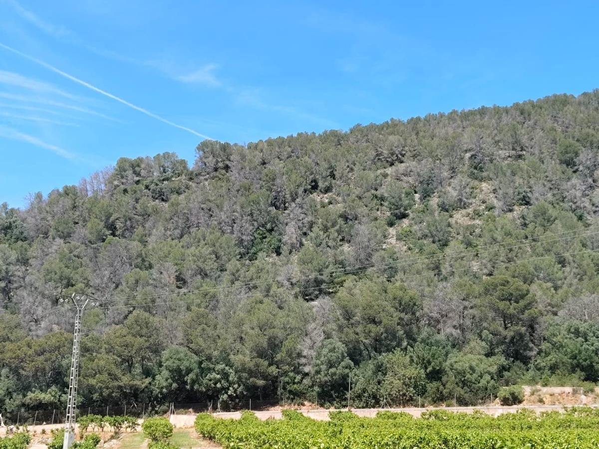 Pinos secos en el carasol de les Valletes de Gallo, primeras estribaciones de la Serra de les Agulles.