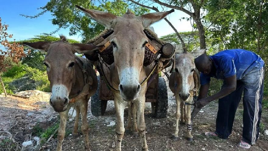 Millones de burros son robados y sacrificados cada año para obtener una medicina tradicional