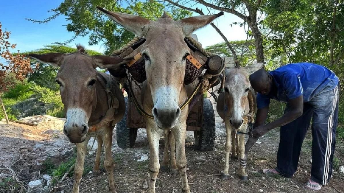 Millions of donkeys are stolen and killed every year for traditional medicine