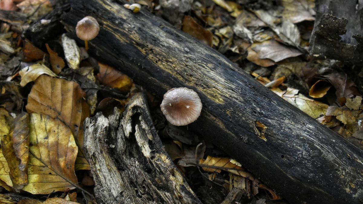 Hongos en un bosque.