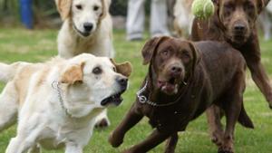 El gen que engreixa els labradors