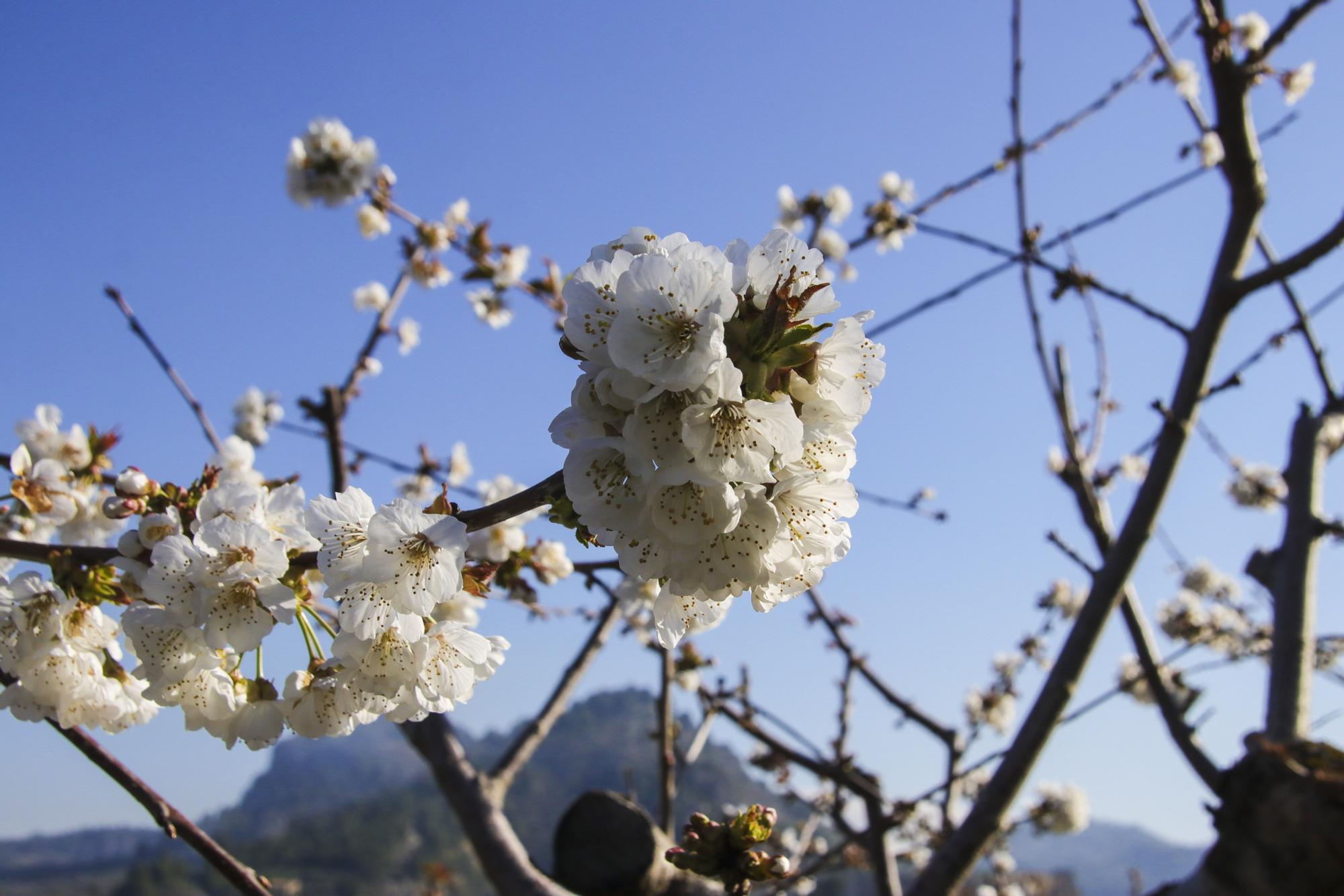 Cerezos en flor en Planes