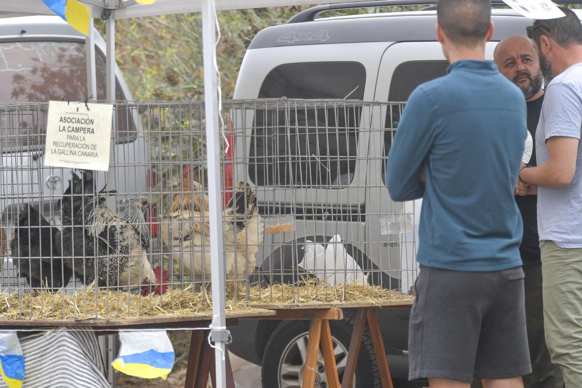 Feria de Ganado en Arucas