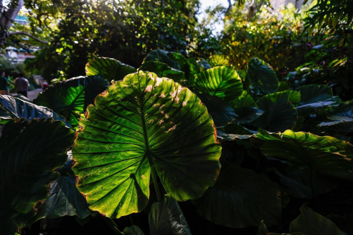 El Jardín Botánico de València está de moda