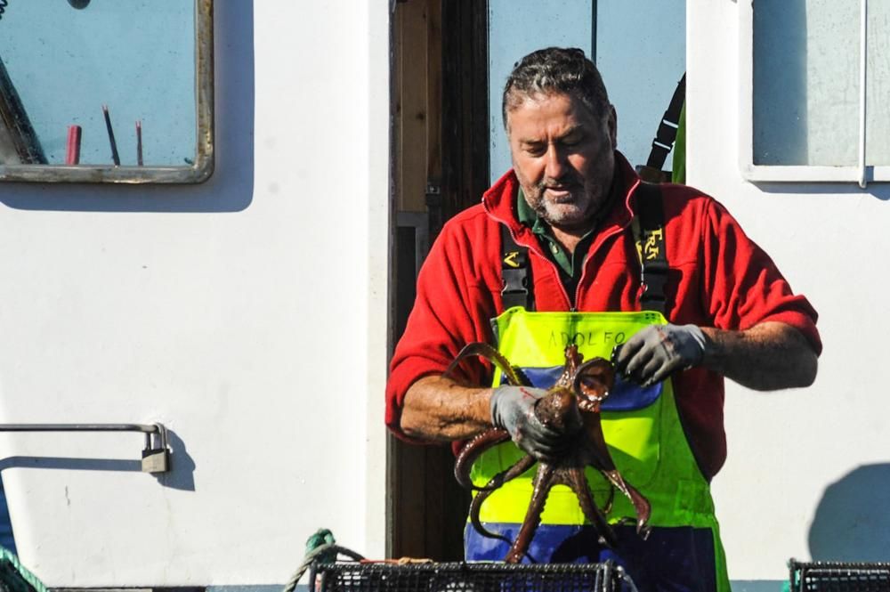 El pulpo, esquivo en Arousa