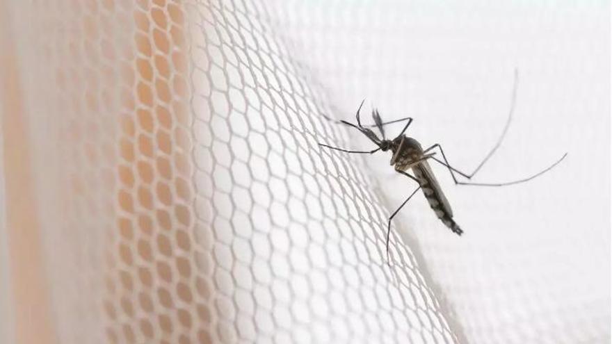 Adeu a les mosquiteres per sempre: aquest és el revolucionari invent d&#039;Ikea
