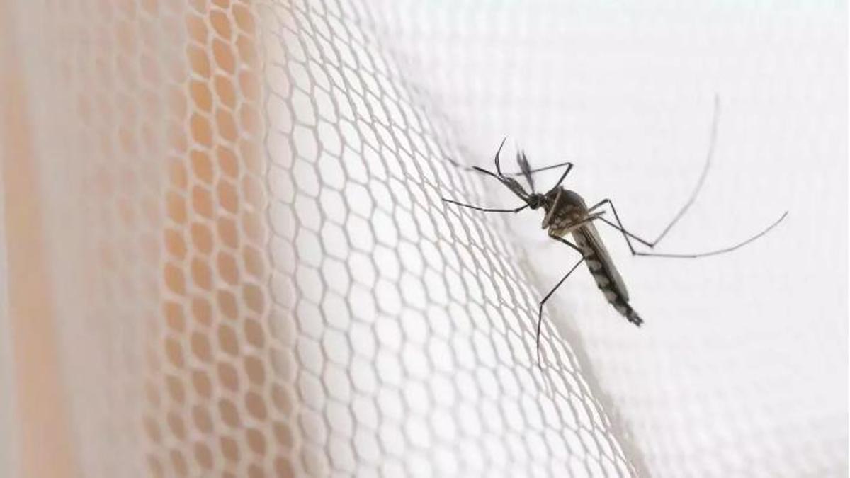 L'invent d'Ikea per a acabar amb els mosquits: les cortines de xarxa
