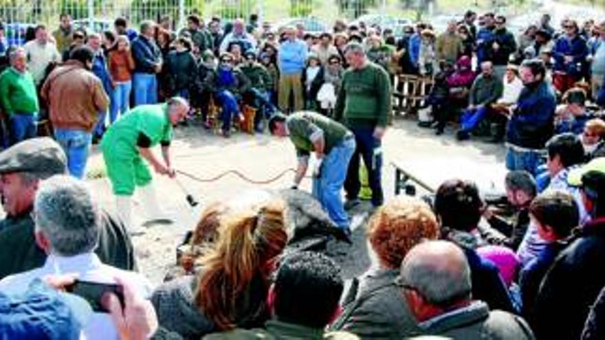 Centenares de personas reviven la tradicional matanza del cerdo de Monesterio