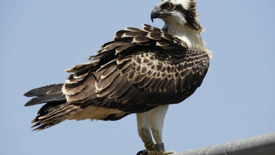 Luigi, el águila pescadora reintroducida en el marjal Pego-Oliva.