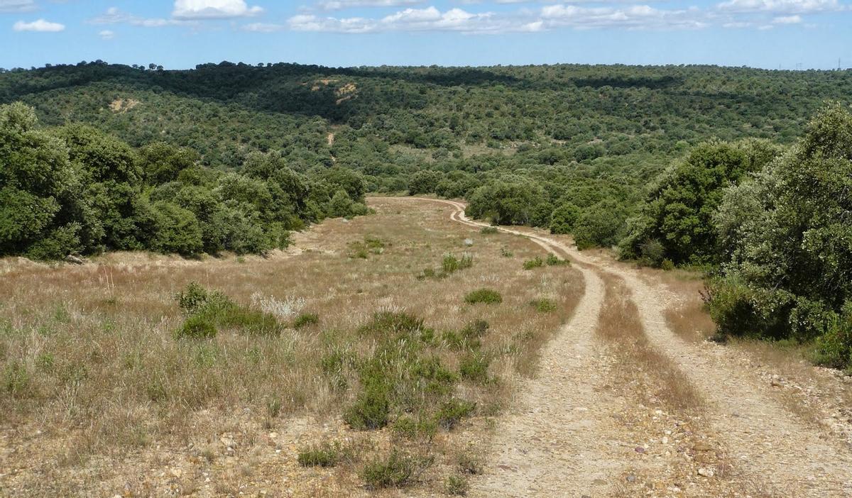 La superficie forestal de Castilla y León está aumentando notablemente