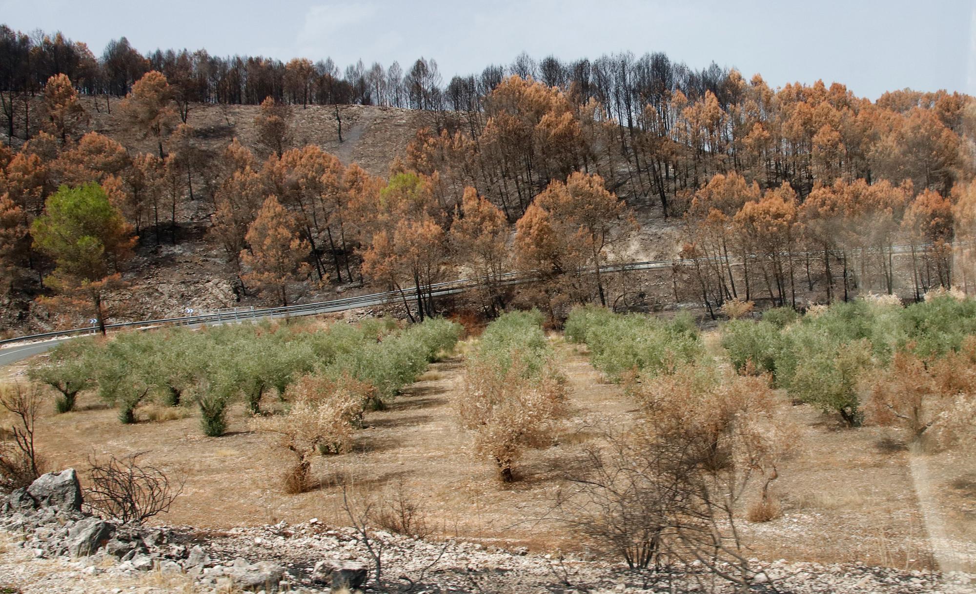 Así está el Vall d'Ebo un año después del incendio