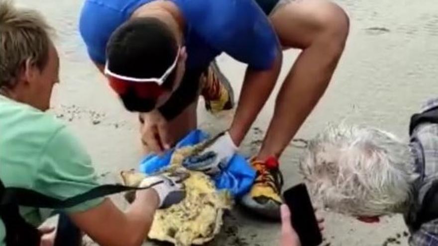 Rescate de una tortuga en la Playa de Atrás, en Órzola (Lanzarote)